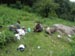 Camping ground village Panka