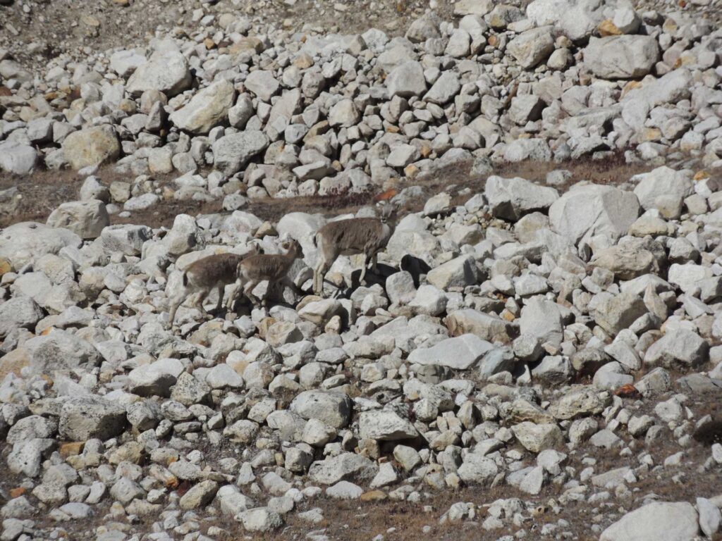 Garhwal Himalaya Trek Photo