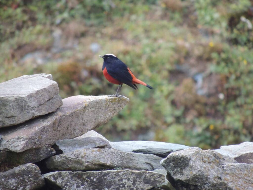 GHNP Eco Zone Trek Photo