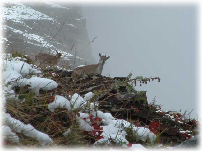 Garhwal Himalaya Trek Photo