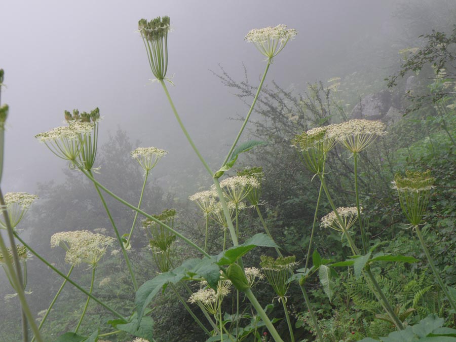 Garhwal Himalaya Trek Photo