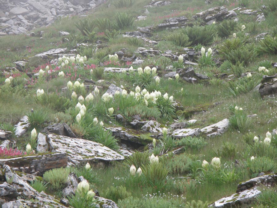 Garhwal Himalaya Trek Photo