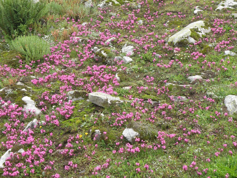 Garhwal Himalaya Trek Photo