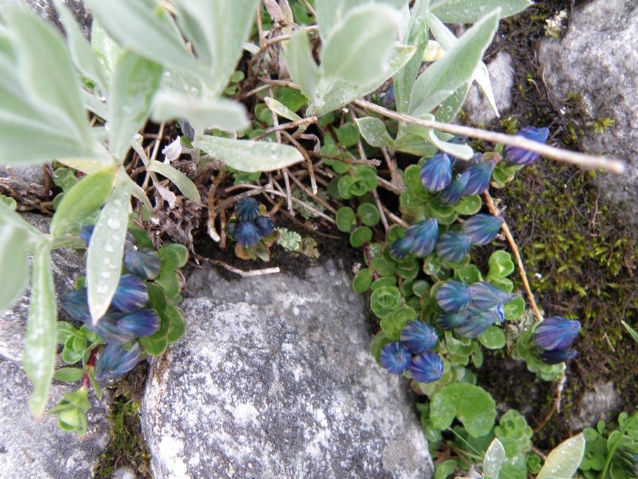 Garhwal Himalaya Trek Photo