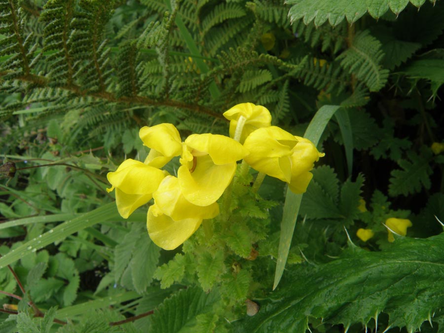 Garhwal Himalaya Trek Photo