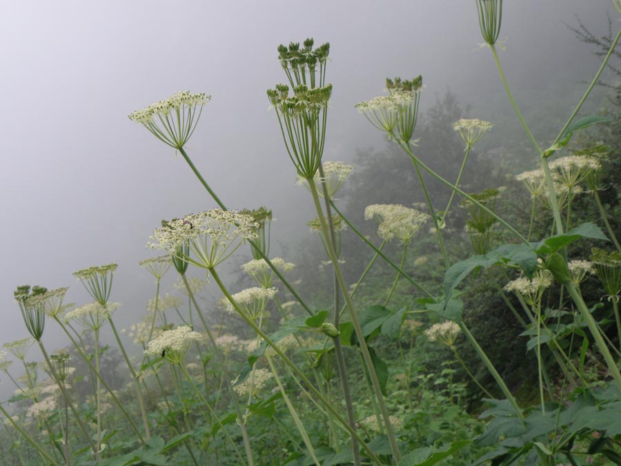 Garhwal Himalaya Trek Photo