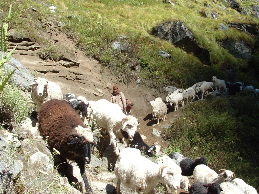 Kumaon Himalaya Trek Photo