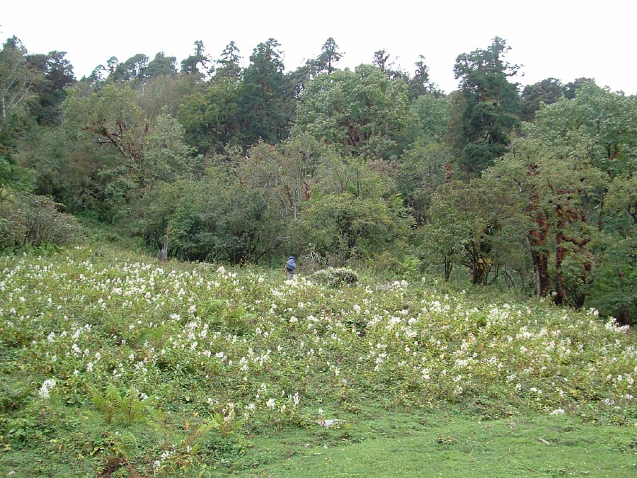 Garhwal Himalaya Trek Photo