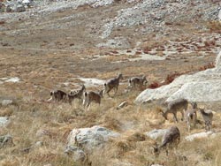 Garhwal Himalaya Trek Photo