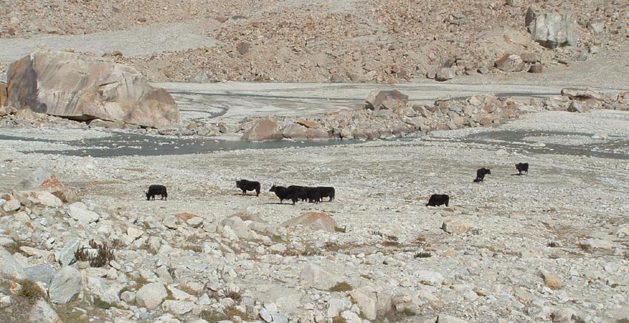 Ladakh Trek Photo