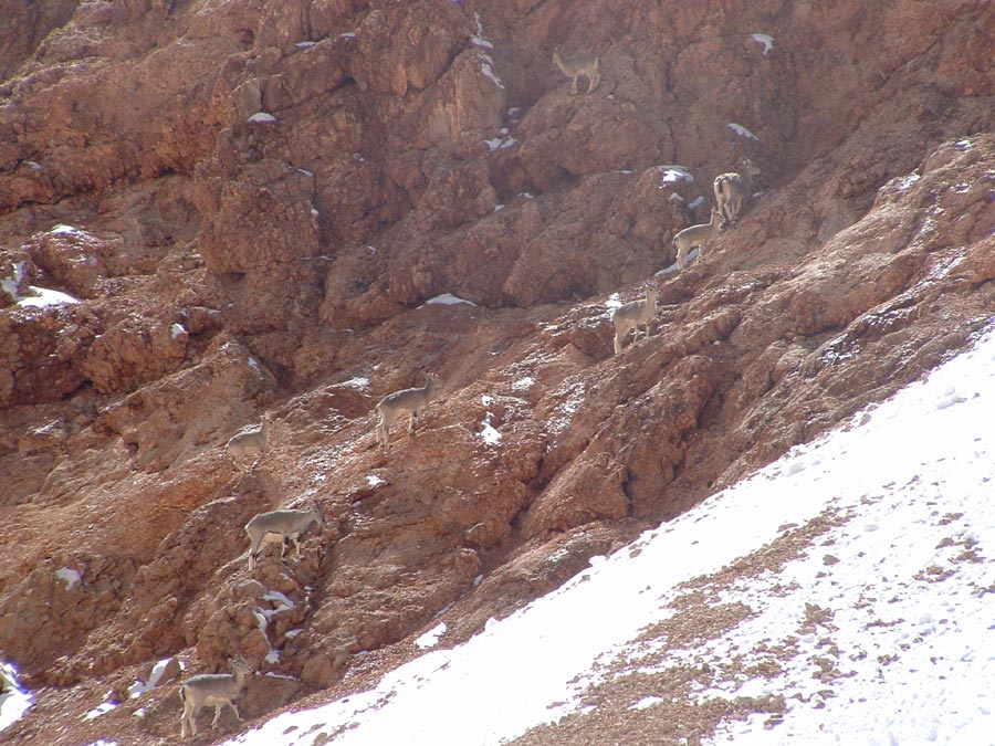 Ladakh Trek Photo