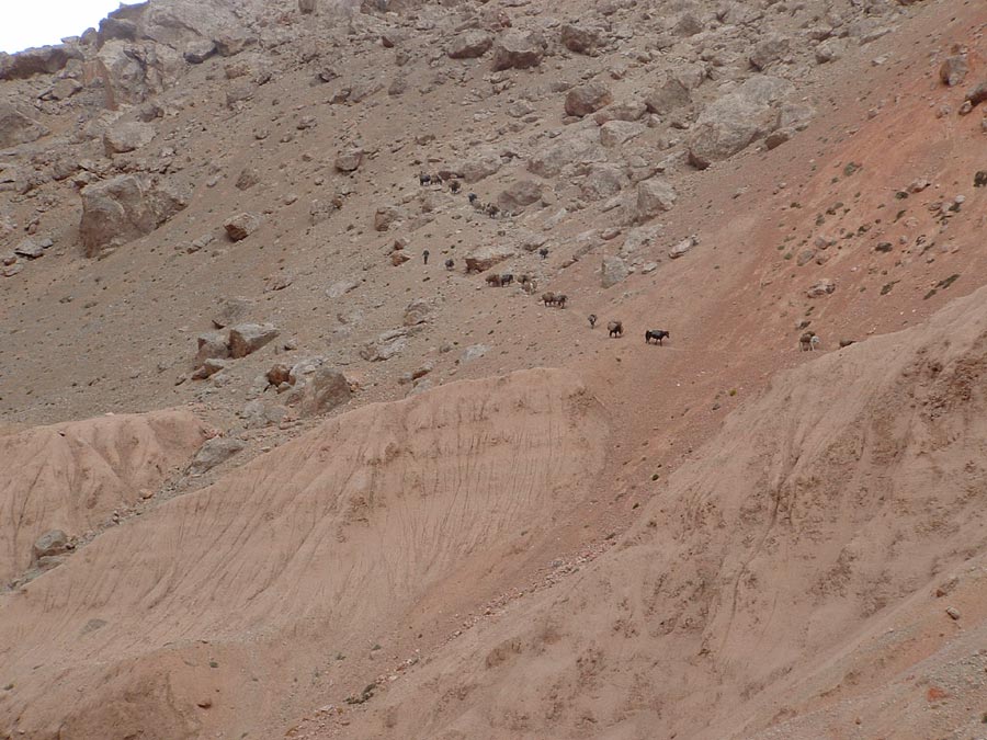 Ladakh Trek Photo