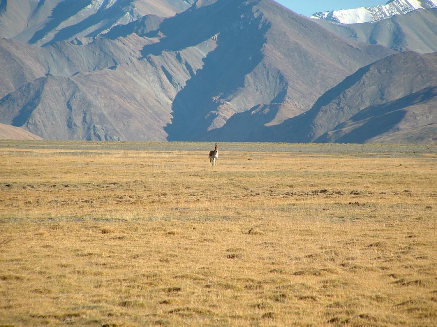 Ladakh Trek Photo