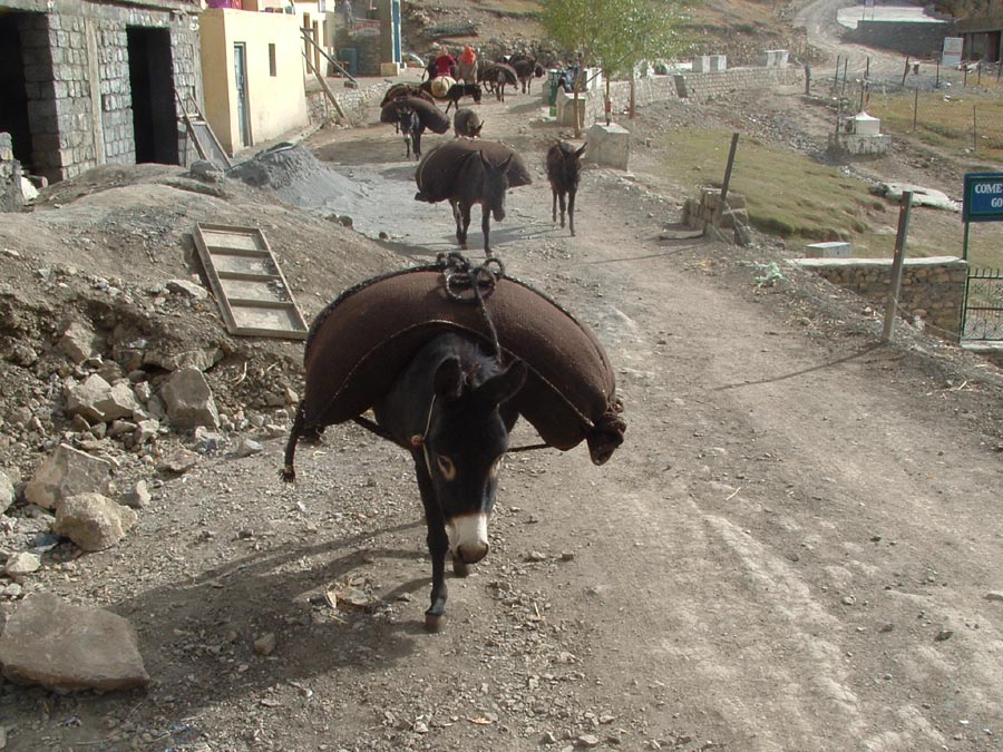 Ladakh Trek Photo