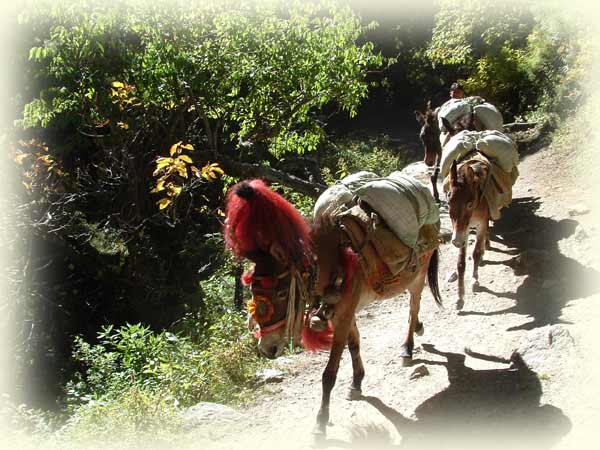 Kumaon Himalaya Trek Photo