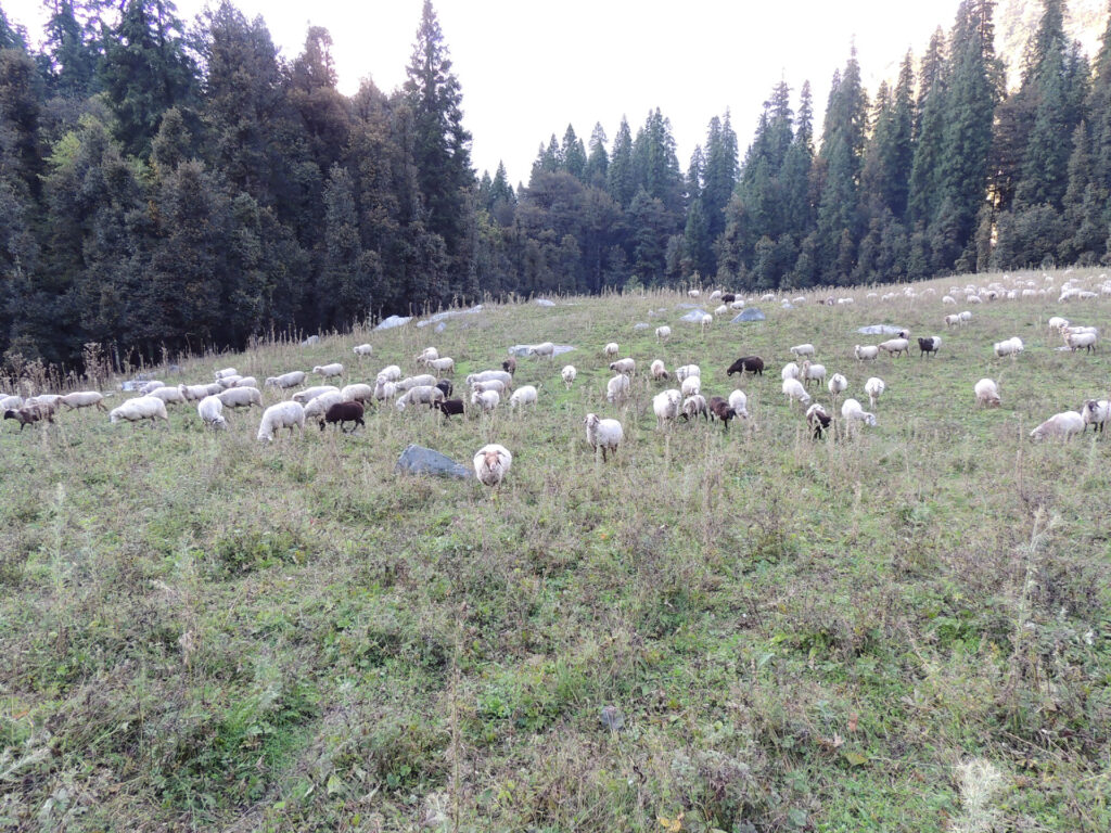 Camping in Himalaya Photo