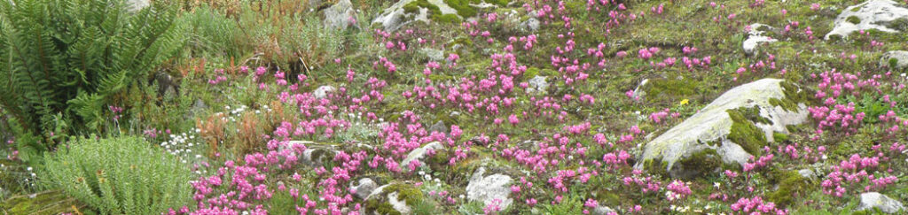 Himalaya Trek Photo