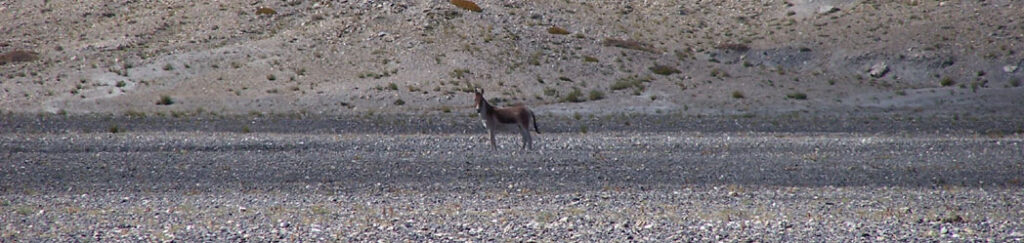 Ladakh Trek Photo